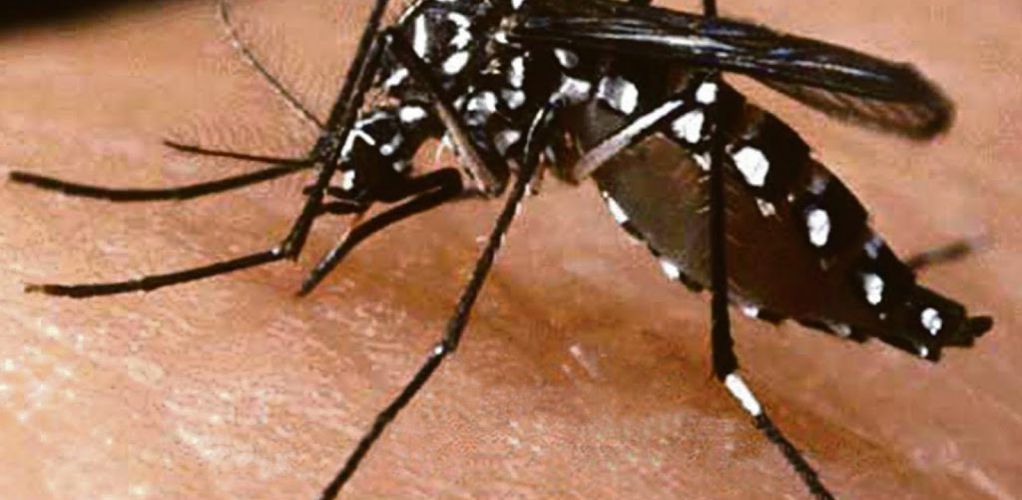 VIRUS ZIKA