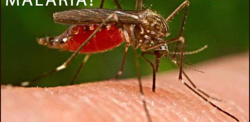 Sekilas Info; Apa itu Malaria?
