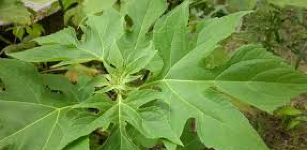 Daun Insulin Gempur Diabetes