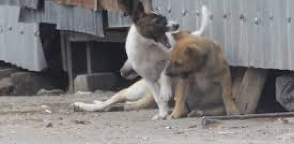Tetap Waspada Meski DIY Bebas Rabies
